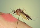 Sivrisineklerden korunmak