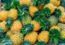 Bromelain Nedir ve Faydaları Nelerdir?