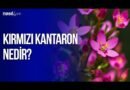 Kırmızı Kantaron Yağının Yararları Nelerdir?