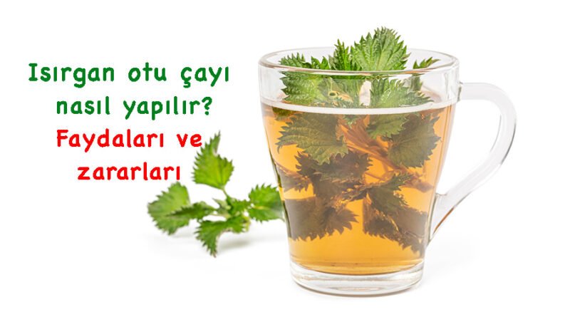Isırgan Otu Çayı Nasıl Hazırlanır? Faydaları, Zararları ve Etkileri Nelerdir?