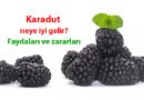 Karadutun Faydaları, Zararları ve Şerbetinin Yapılışı Nasıldır? 