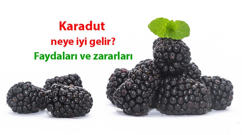 Karadutun Faydaları, Zararları ve Şerbetinin Yapılışı Nasıldır?