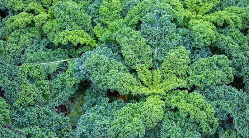 Kara Lahananın Faydaları, Zararları ve Kullanım Alanları