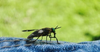 Bavul Sıtması (Odyssean Malarya) Nedir ve Belirtileri Nelerdir?