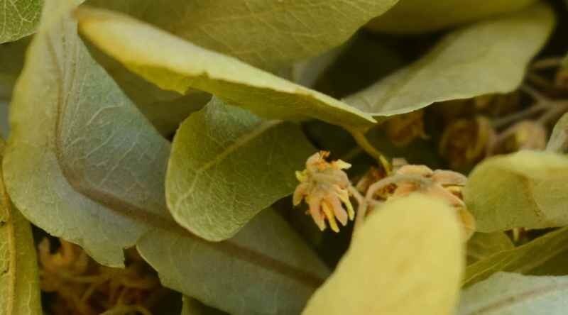 Ihlamurun Faydaları ve Hazırlama Yöntemleri Nelerdir?