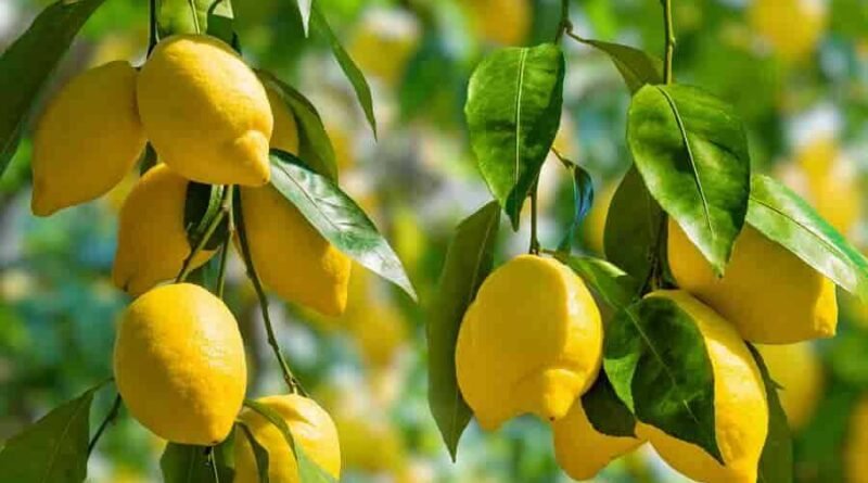Limonun Sağlığa Faydaları Nelerdir?
