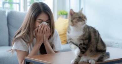 Kedi Alerjisi: Nedir, Nedenleri, Belirtileri ve Tedavi Yöntemleri