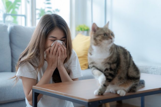 Kedi Alerjisi: Nedir, Nedenleri, Belirtileri ve Tedavi Yöntemleri