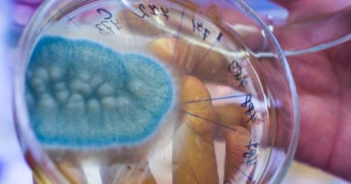 Aflatoksin Nedir ve Zararları Nelerdir?