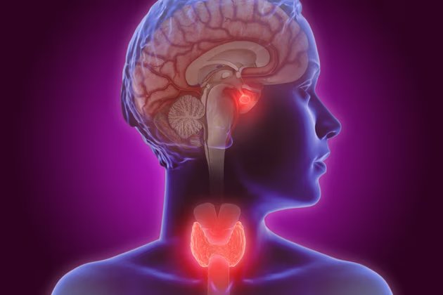 Serbest T4 (Tiroksin) Nedir? Düşük ve Yüksek Serbest T4 Seviyeleri Hakkında Bilgi